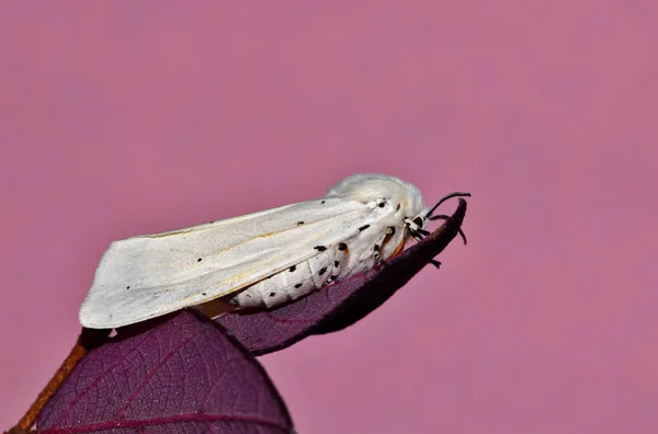 Uma Traça Ermine Branca Descansando Alguma Folhagem Roxa Frente Fundo — Fotografia de Stock