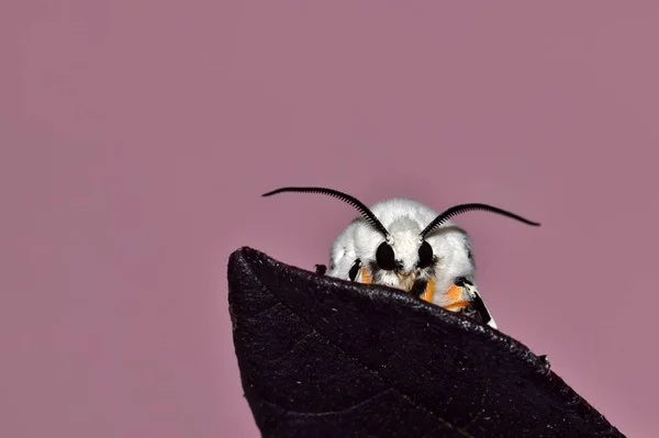 Salt Marsh Moth Gömmer Sig Bakom Ett Lila Löv Inför — Stockfoto
