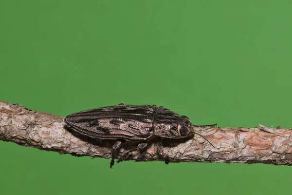 A large Sculptured Pine Borer beetle (Chalcophora virginiensis) on a pine stem against a green background.