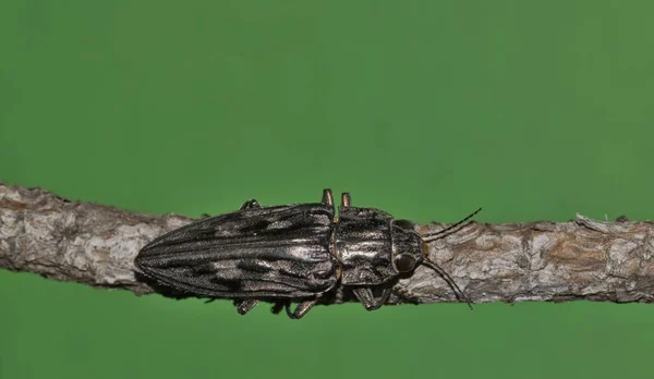 背景が緑色の松の幹に彫刻松食い虫カブトムシ Chalcophora Virginiensis — ストック写真
