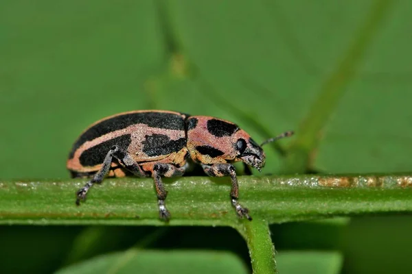 Een Sesbania Clown Weevil Eudiagogus Pulcher Vinden Onderkant Van Een — Stockfoto