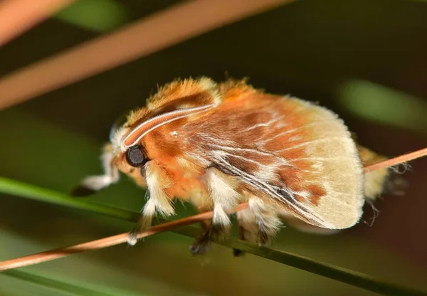 一个模糊的南方法兰绒飞蛾休息后 从它的茧 在毛虫阶段 它们是我们中最有毒的昆虫之一 在任何时候都要避免 — 图库照片