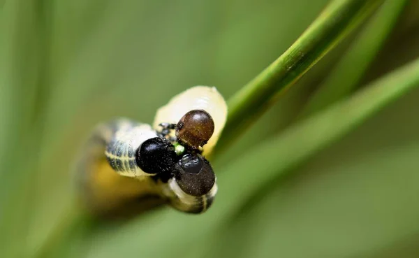 Trio Sawfly Larva Krmení Stejném Borovicového Jehličí Jak Rostou Běžně — Stock fotografie