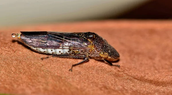 Una Macro Francotirador Árboles Humo Homalodisca Liturata Descansando Sobre Una — Foto de Stock