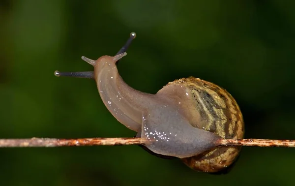 A Striped Rabdotus Land Snail on a plant stem. These snails are smaller than common garden snails and have pointed shells.