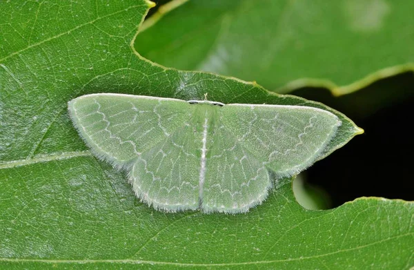 Una Falena Smeraldo Staglia Una Foglia Quercia Cercando Integrarsi Con — Foto Stock