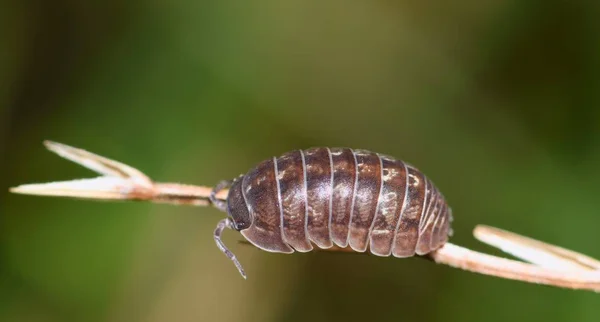 Sow Bug Armadillidium Genus Plant Stalk Actually Called Wood Louse — Stock Photo, Image