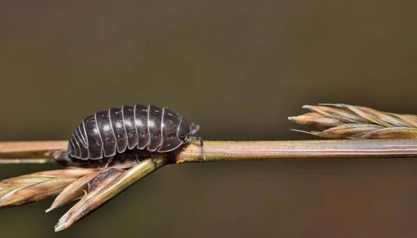 A common Sow Bug found near a Houston bayou. These crustacean arthropods are very active at night and can be seen crawling all over small plants, shrubs and weeds. They are harmless to humans.