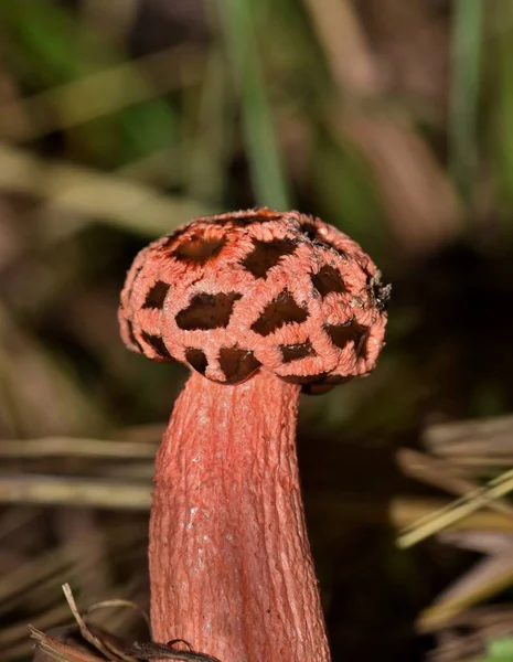 Single Stalked Lattice Stinkhorn Fungus Lysurus Periphragmoides Some Wet Weather — Photo