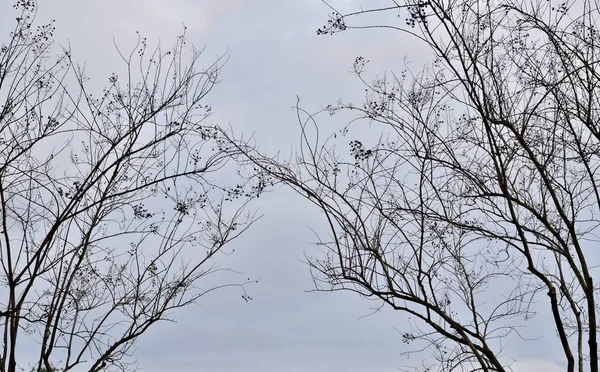 Arbres Morts Fuseau Apparaissant Effrayants Percutants Silhouettes Contre Ciel Hiver — Photo