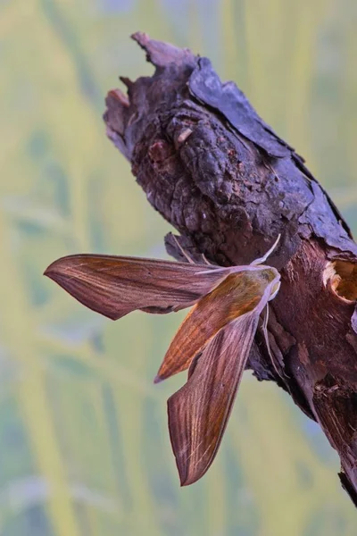 Tersa Sphinx Moth Xylophanes Tersa Som Ligger Død Gren Med – stockfoto