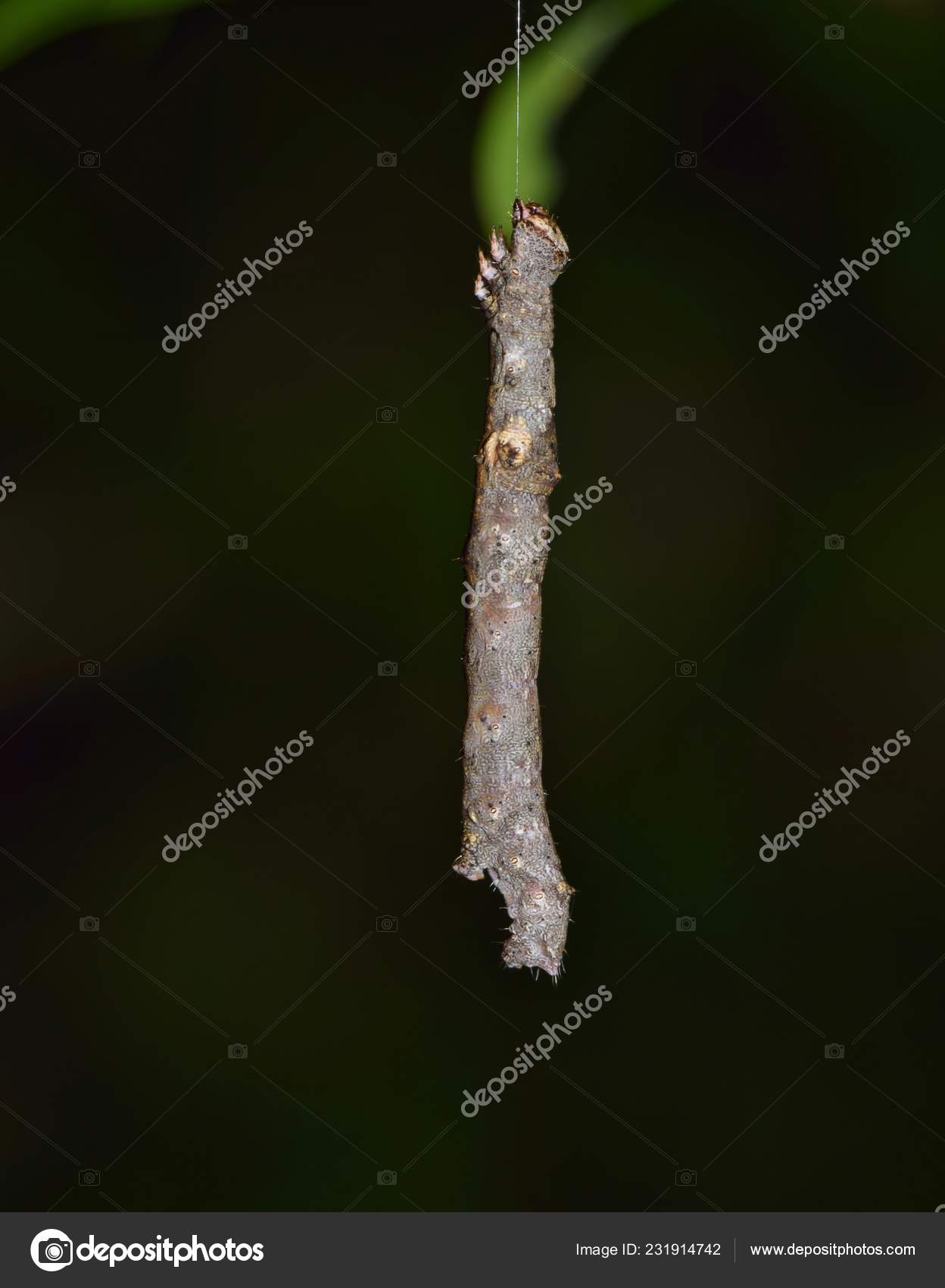 De smarteste dyrene på jorden, image size:1248x1700