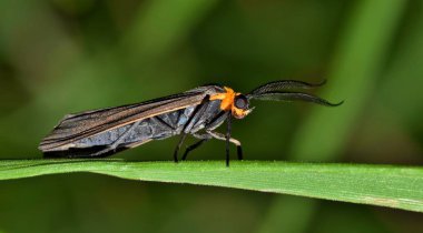 İnce bir güve, Virginia Ctenucha (Ctenucha virginica) gündüz en etkin durumda. Bu bir Houston bölgede bulundu.