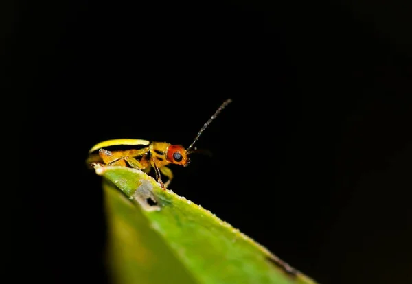 一只小的不明色的黄色和黑色条纹甲虫坐在一片叶子的顶端 有一个黑色的夜晚背景 — 图库照片