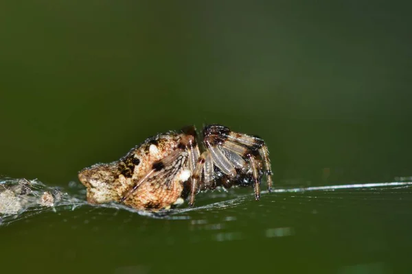 Une Petite Araignée Orbweaver Trashline Assise Dans Toile Ces Araignées — Photo