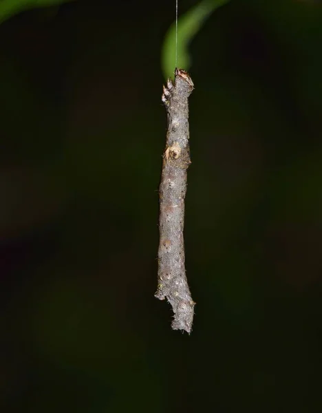 Uma Interessante Lagarta Twig Mimic Gênero Lytrosis Pendurada Fio Suporte — Fotografia de Stock