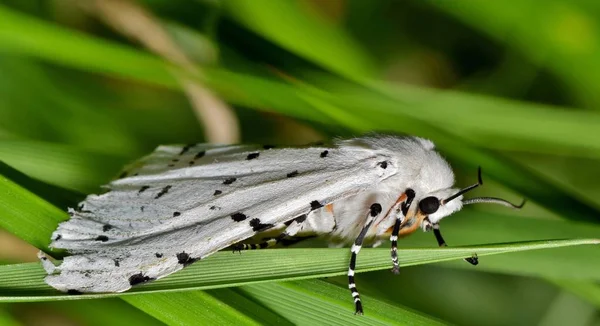 Cette Teigne Blanche Hermine Venait Finir Battre Des Ailes Avant — Photo