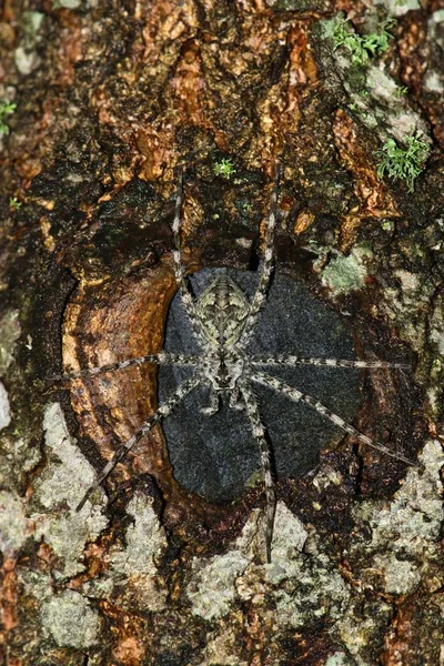 Whitebanded Dolomedes Albineus 나무에 Knothole의 텍스처와 거미는 표본은 — 스톡 사진