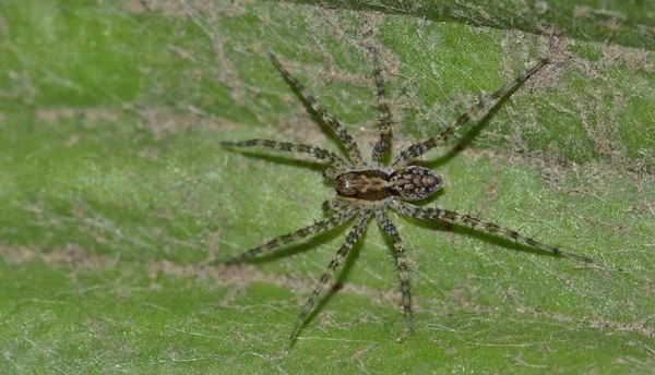 帕多萨属的一只雌性狼蜘蛛晚上外出狩猎 这是在德州浴场附近的一棵水生植物上发现的 — 图库照片