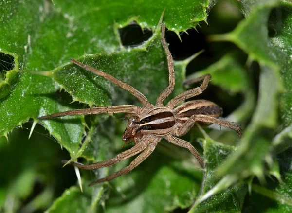 Diese Texanische Wolfsspinne Rabidosa Rabida Auch Als Tollwütige Wolfsspinne Bekannt — Stockfoto