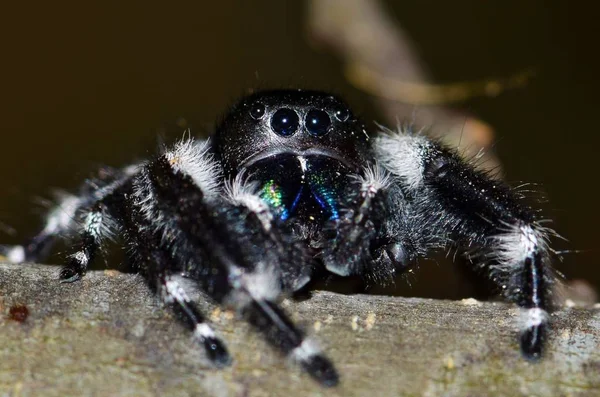 A rather large Bold Jumping spider eyes the camera warily and keeps a safe distance. These skittish jumping spiders are quite common and also quite harmless to humans.