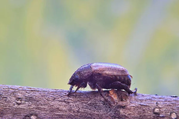 Mały Błąd Czerwca Pełzające Gałąź Drzewa Tle Zielony Natura Niewyraźne — Zdjęcie stockowe