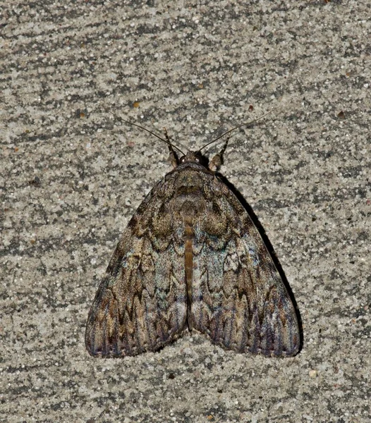 Jeden Několika Druhů Pod Křídly Moth Catocala Mají Skvělé Maskování — Stock fotografie