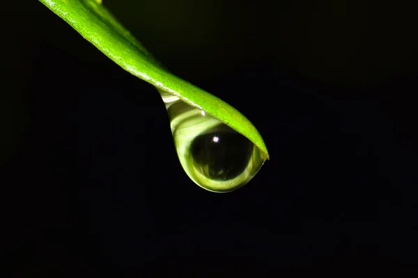Single Raindrop Forming Tip Tree Leaf Dark Night Hours Houston — Stock Photo, Image