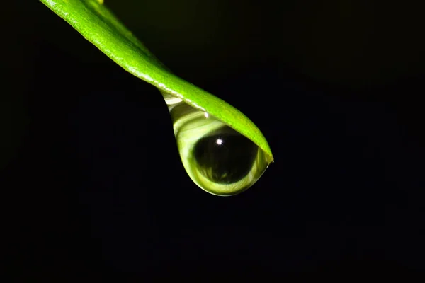 Jediný Dešťová Kapka Tvořící Špičku Stromu Listí Během Temné Noci — Stock fotografie