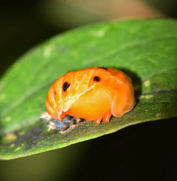 Ein Marienkäfer Schlüpft Aus Seinem Kokon Der Einem Baumblatt Houston — Stockfoto