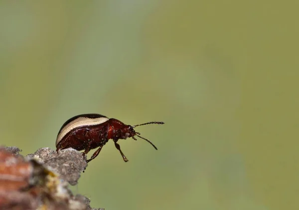 Tiny Leaf Beetle Calligrapha Bidenticola Busy Makes Its Way End — Stock Photo, Image