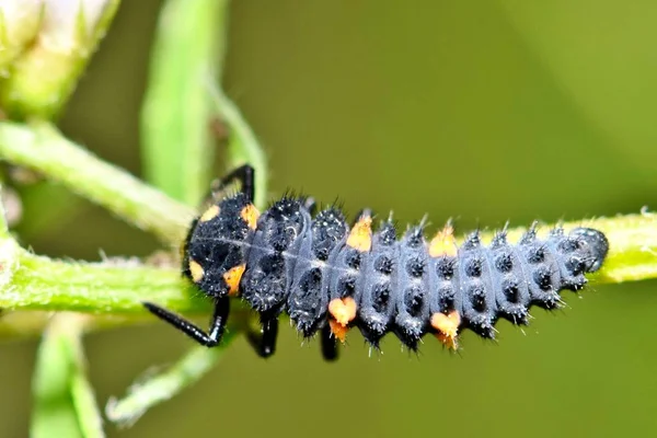 Bir Asya Hanım Böceği Larvaları Bazı Bitkilerde Bakıyordu Onlar Hangi — Stok fotoğraf