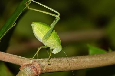 Yeşil renkli katydid perisi Bahar sırasında bir ağaç dalı üzerine onun yoldur gece saat Houston, TX.