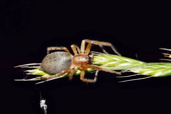 Yellow Sac Spider Cheiracanthium Out Hunting Night Grass Seed Stalk — Stock Photo, Image