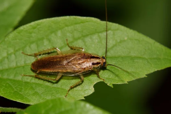 Una Cucaracha Alemana Desguazando Durante Noche Árbol Hackberry Houston — Foto de Stock