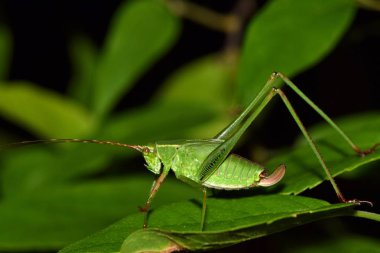 Kanat büyümeye devam sürecinde olan bir genç yeşil Bush Katydid perisi. Geceleri yapraklı otlar bir yığın içinde oturuyor.