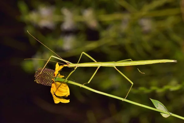 Insecto Palo Verde Orden Phasmatodea Demuestra Camuflaje Perfecto Mientras Camina —  Fotos de Stock