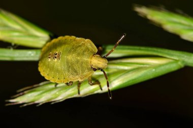 Bazı bitki üzerinde gece yiyecek arama bir yeşil kalkan hata perisi Houston, Tx siyah bir arka plan ile takip ediyor.