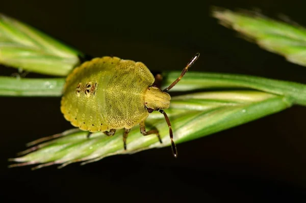 A green shield bug nymph foraging at night on some plant stalks in Houston, TX with a black background.
