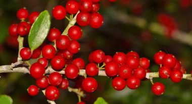 Olgun kırmızı meyveler Houston kış aylarında Yaupon Holly ağacının (Ilex vomitoria) bir dalını boyunca oluşan bir küme. Çilek kafein içeren ve yerli Amerikalılar tarafından çay yapmak için kullanılan.