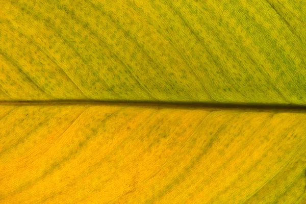 Ein Sterbendes Zimmerpflanzenblatt Das Verschiedene Grün Und Gelbtöne Mit Hintergrundbeleuchtung — Stockfoto