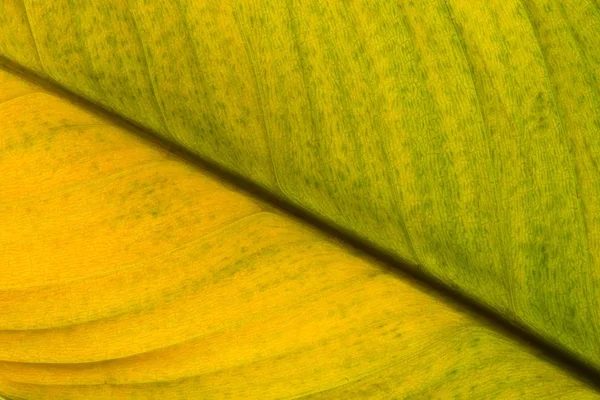 Una Sección Diagonal Una Hoja Moribunda Una Planta Casa Que — Foto de Stock