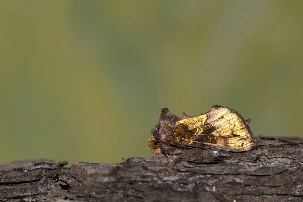 Goldener Schleierfalter Auf Baumrinde Zeigt Seinen Kleinen Mohawk Mit Grünem — Stockfoto
