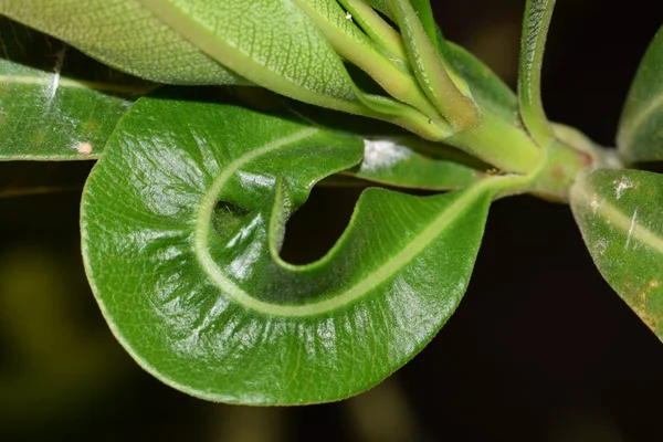 Ein Abnormales Grünes Sehr Kurviges Und Faltiges Oleanderblatt Das Seinem — Stockfoto