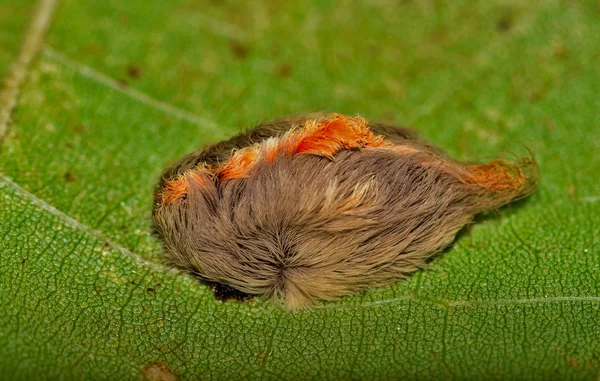 A multi-colored Flannel Moth caterpillar on a tree leaf. These caterpillars are highly venomous and have hidden sharp spines under their hair.