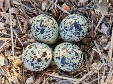 Kildeer'in cılıbıt yumurta olarak görülen üzerinden doğrudan yukarıda bir yama taş ve kuru ot. Kısa bir mesafede çevreleri arasında kamufle çok-iyi göründükleri.
