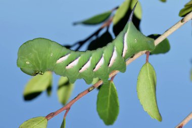 Houston, TX bir ağaç arka planda mavi gökyüzü ile otlatma dışarı büyük yeşil Hornworm tırtıl (Manduca sexta) bırakır.