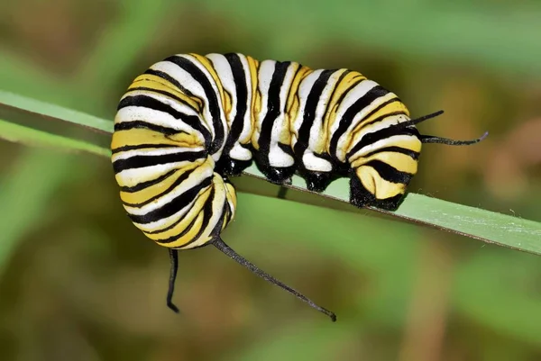 Een Kleurrijke Gestreepte Monarch Caterpillar Danaos Plexippus Gekruld Rond Een — Stockfoto