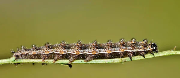 遅くの間に狭い茎に沿って這ってパール クレセント キャタピラー Phyciodes Tharos 緑の自然バック グラウンドと落ちるヒューストン テキサス州 — ストック写真