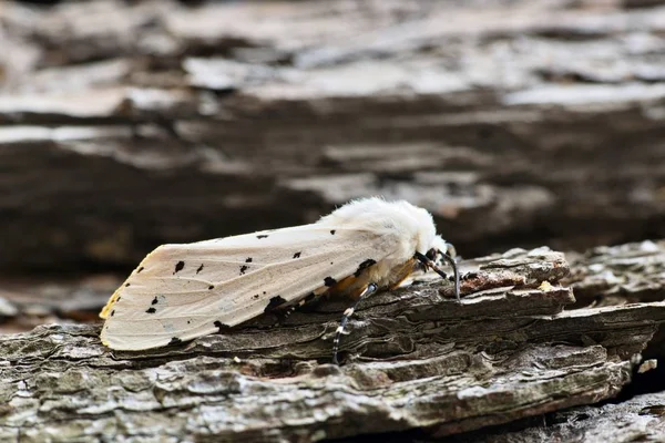 Makro Bilden Ett Salt Marsh Moth Eller Acrea Moth Vila — Stockfoto